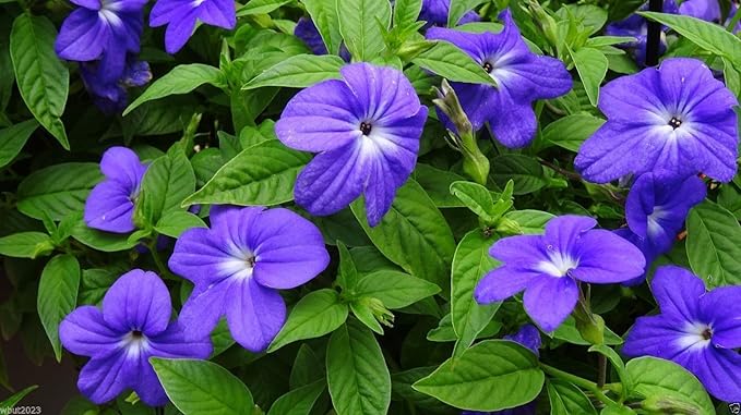 Browallia Flowers Seeds (Browallia Americana) Sky blue,makes great house plant .(1,000 Seeds)