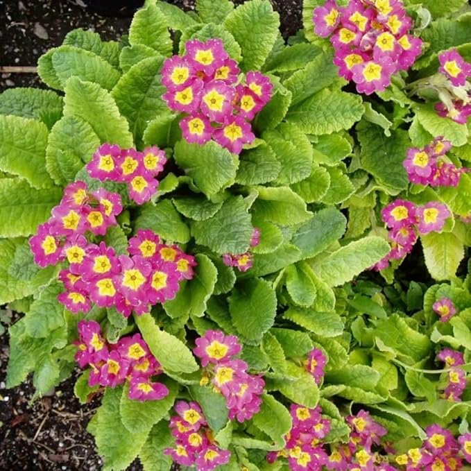 1000+ Perennial Mix Primrose Seeds for Planting-Non-GMO Heirloom, for Gardens & Outdoor Containers