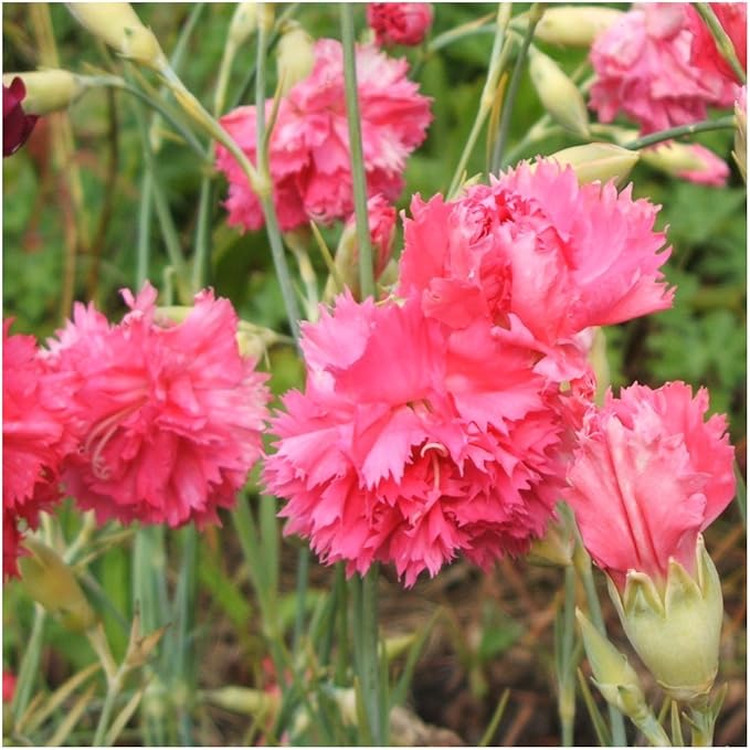 Seed Needs, Grenadin Rose Carnation Seeds - 500 Heirloom Seeds for Planting Dianthus caryophyllus - Annual Cut Flowers to Plant in the Garden (1 Pack)