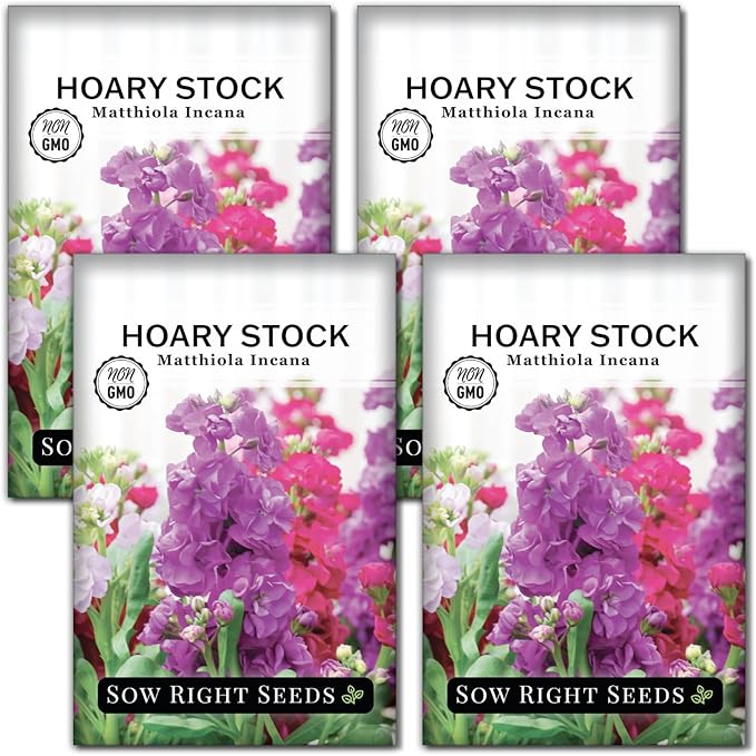 Sow Right Seeds - Hoary Dwarf Mix Stock Seeds for Planting - Non-GMO Heirloom Packet with Instructions to Plant an Outdoor Cottage Garden - Sweet Scented Double Flowers for Patios & Containers (4)