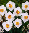 10 Merlin Narcissus Bulbs - TOP Size Daffodil Bulbs