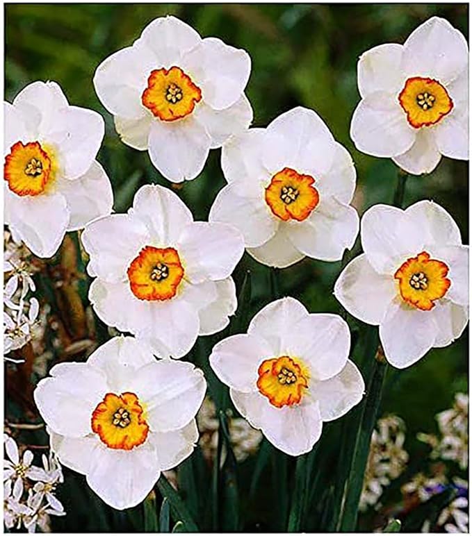 5 Tete a Tete Narcissus Bulbs - Top Size Daffodil Bulbs
