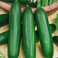 Seeds Vegetable Cucumber Emilia Long for Salads Without Bitterness for Pickling - 20 Seeds