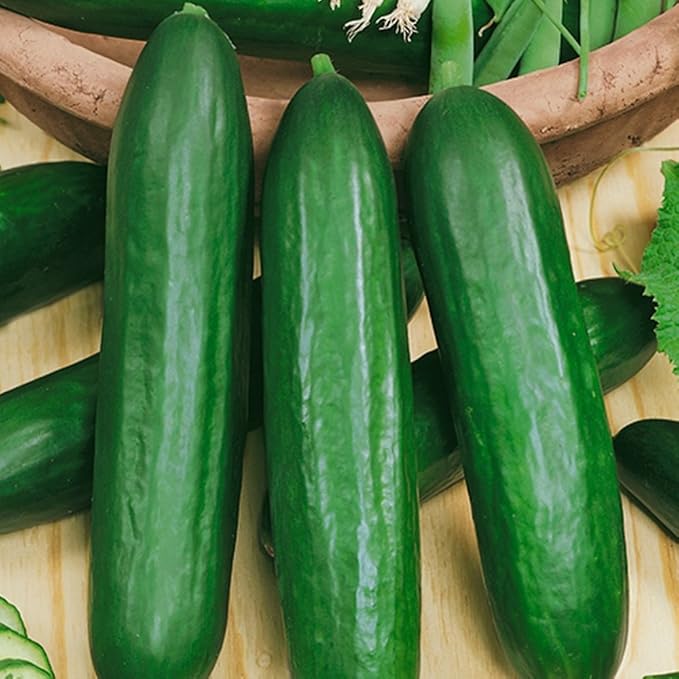 CEMEHA SEEDS Cucumber Emilia F1 Long Giant Vine Self-pollinated Vegetable Hybrid Non-GMO for Planting