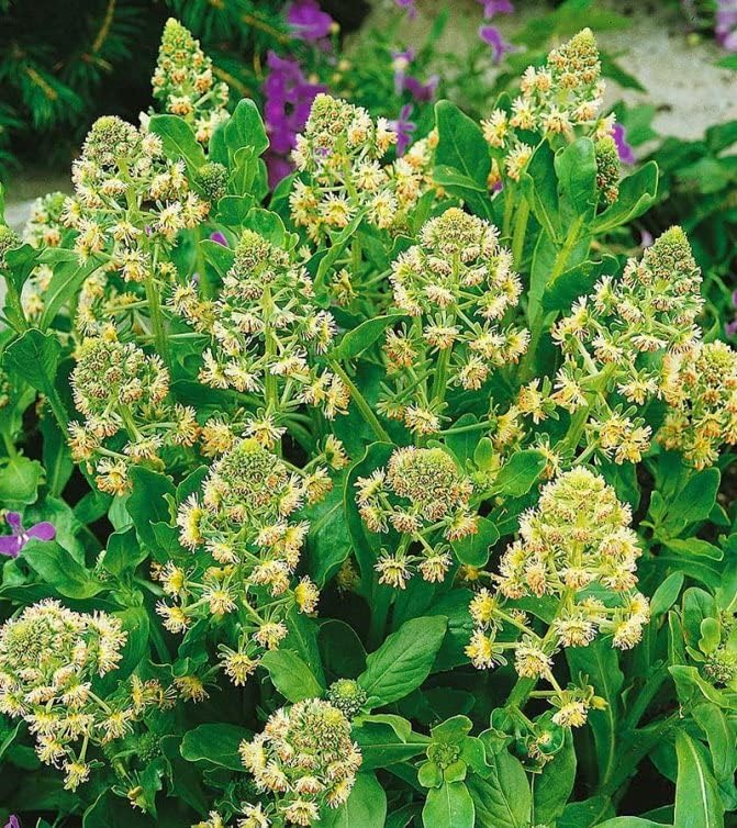 KIRA SEEDS - Seeds Reseda - Garden Mignonette - Heirloom Herb - GMO Free