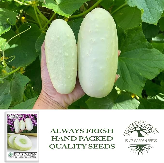 White Wonder Cucumber Seeds – 50+ Heirloom Non-GMO Seeds by Isla’s Garden Seeds, Crisp & Mild Flavor, High-Yield Variety, Perfect for Home Gardens, Easy to Grow, Great for Fresh Eating & Pickling