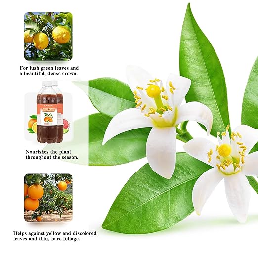 Organic Citrus Tree Probiotic Fertilizer 35oz (1000ML) – Microbial Plant Nutrient for Citrus, Apple, Lemon & Fruit Trees – Enhances Soil Health, Fruit Sweetness & Freshness