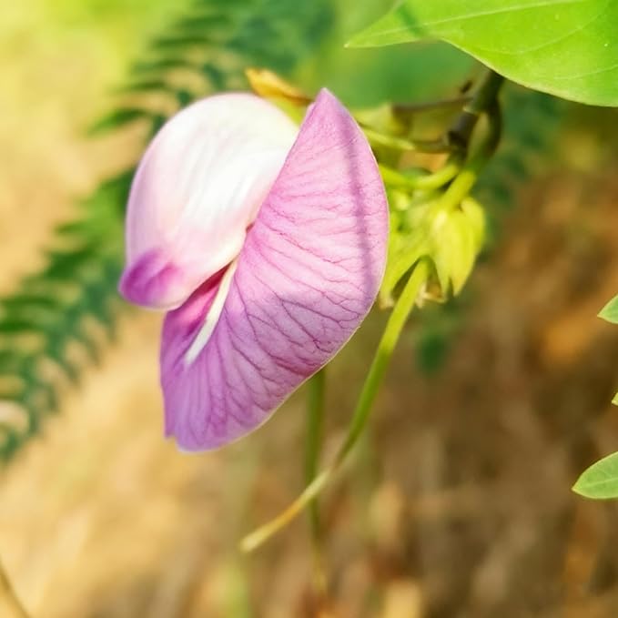 Butterfly Pea Flower Seeds for Planting, 35 Mixed Clitoria Seeds, Non-GMO Heirloom Vinestriking Clitoria Seed for Ornamental Garden Potted Bonsai
