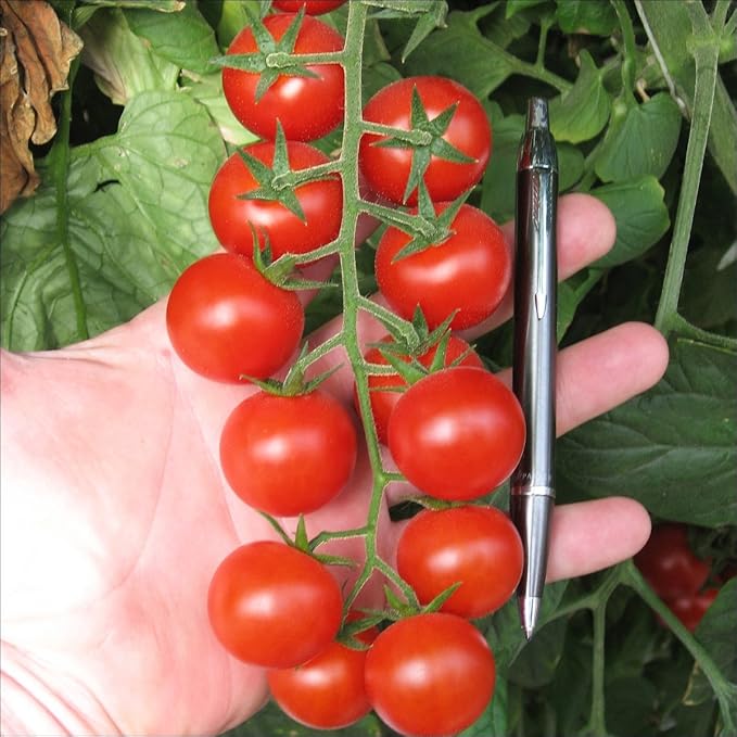 Tomato 'Red Cherry' Seeds – Indeterminate Annual Vegetable (Solanum lycopersicum) | 55–65 Days, Open-Pollinated, Sweet & Juicy Cherry Tomatoes