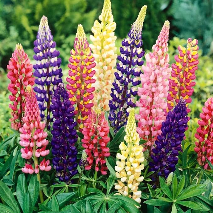 NIKA SEEDS - Seeds Flowers Lupine Giant Mix Perennial - 30 Seeds