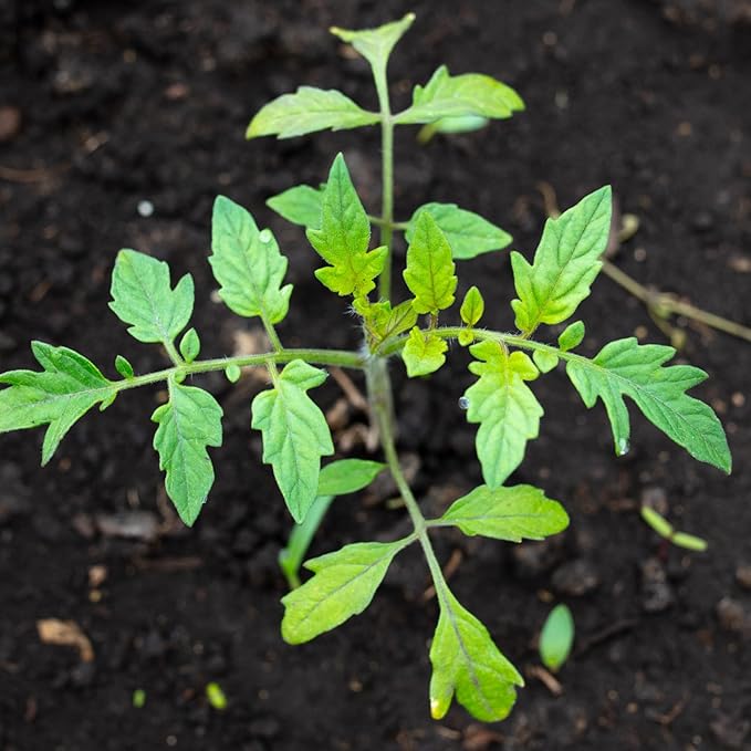 Seed Needs Tiny Tim Tomato Seeds for Planting Dwarf Cherry Tomatoes - Non-GMO Heirloom & Untreated Veggie Seed to Plant a Home Grown Outdoor Vegetable Garden (1 Pack)