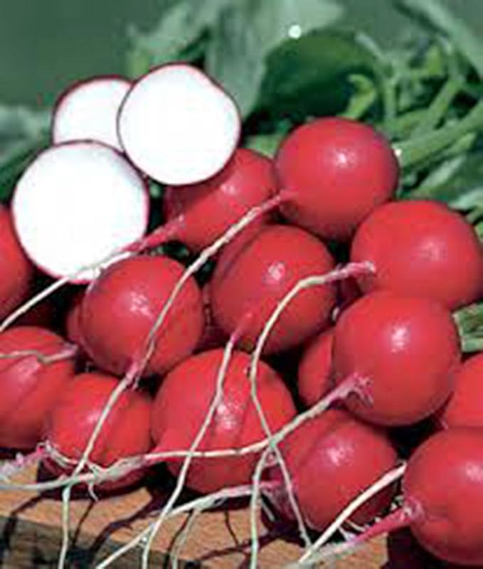 Radish Seed, Champion, Heirloom, Non GMO, 100 Seeds, Perfect Radishes