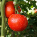 Tomato Garden Seeds - Burpee Big Boy Hybrid - 10 Seeds - Non-GMO, Vegetable Gardening Seed