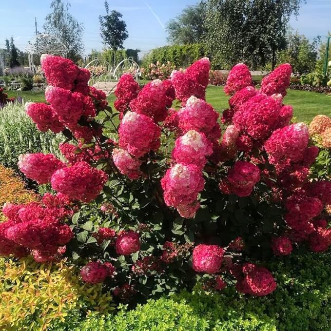50+ Mix Perennial Vanilla Strawberry Hydrangea Flower Seeds for Planting in Home Garden - Fragrant, Attracts Bees and Butterflies