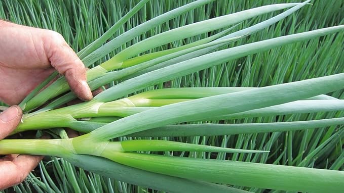 Seeds Vegetable Welsh Onion Bunching Green - 300 Seeds