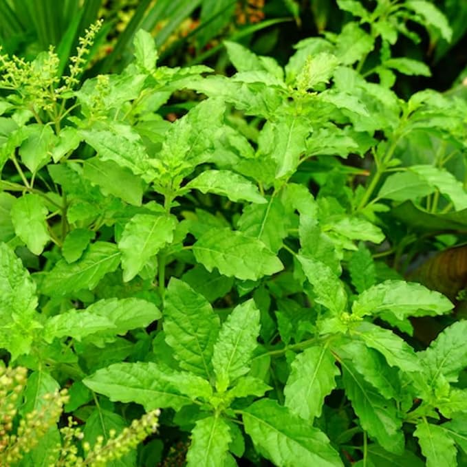 Holy Basil Plant, Herb Plant Seedlings, 4 Inches Pot, Green Basil Plant Pot Planting Outdoor