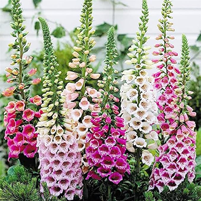 Foxglove Seeds - Common Foxglove Wildflower - Digitalis Purpurea - Approximately 10,000 Fine Seeds
