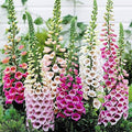 Foxglove Seeds - Common Foxglove Wildflower - Digitalis Purpurea - Approximately 10,000 Fine Seeds