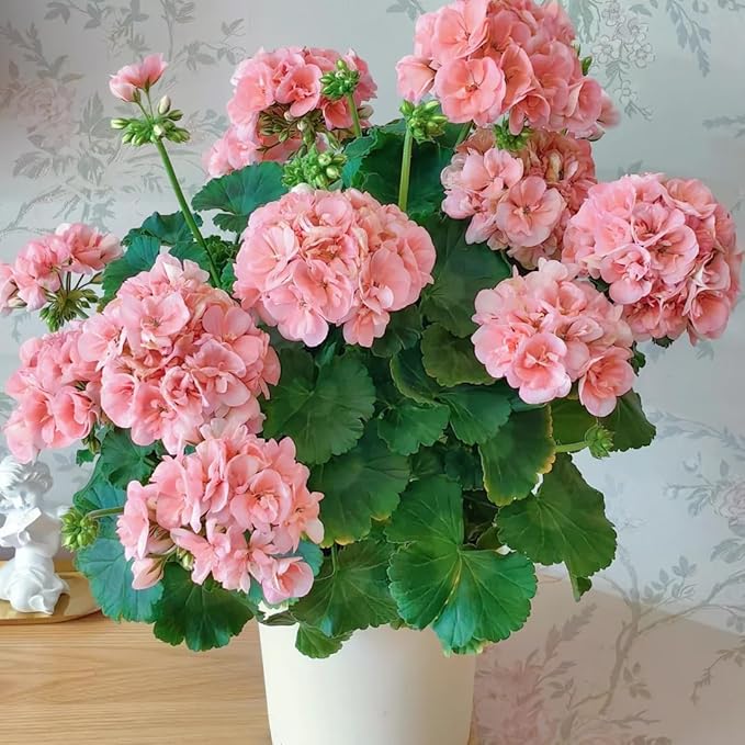 Mix Geranium Seeds for Planting, 10+pcs Rare Perennial Geranium Flower Seeds Plants, Non-GMO Heirloom Rare Beauty Home Garden Blooms Flowers Plants for Outdoors Indoors