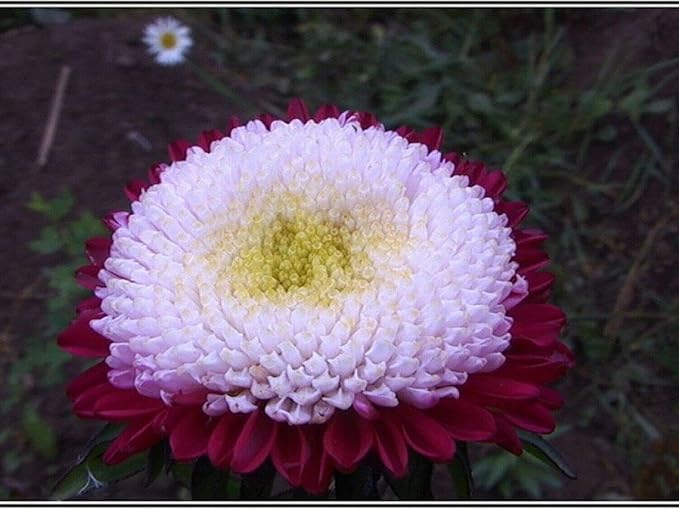 Seeds Flowers Aster Winter Cherry Annual - 100 Seeds