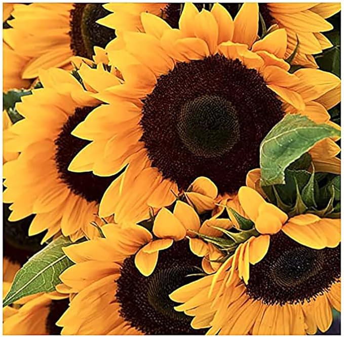 Pollinator Attracting Wildflower Seeds - Attracts Bees, Butterflies, and Other Beneficial Insects