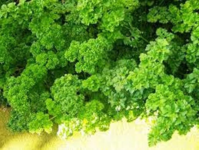 Parsley, Italian Dark Green Flat Leaf Parsley Seeds, Heirloom, Non GMO, 100 Seeds, Parsley Seeds