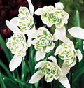 3 Double Snowdrops Bulbs - Top Size - Earliest Spring Blooms Thrive in Shade and Partial Sun - A Rare and Potected Specie in Holland