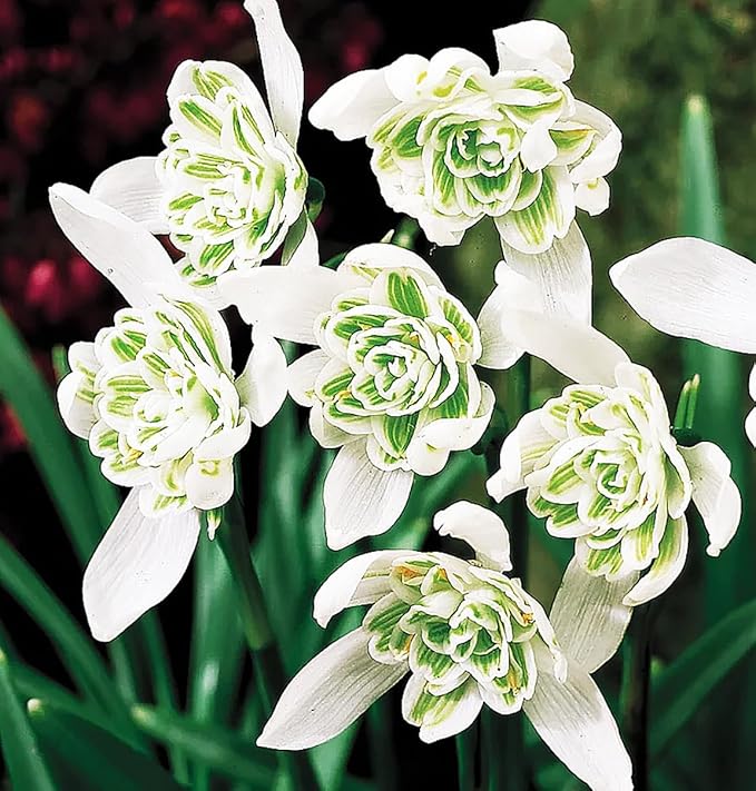 3 Double Snowdrops Bulbs - Top Size - Earliest Spring Blooms Thrive in Shade and Partial Sun - A Rare and Potected Specie in Holland