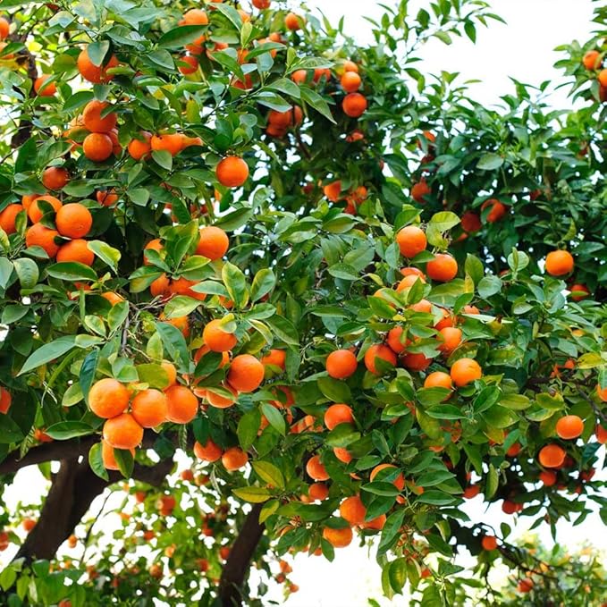 Gardenera's Premium Orange Tree Soil Mix - Quick Drain Potting Soil for Growing and Repotting Citrus Sinensis - 3 Quart