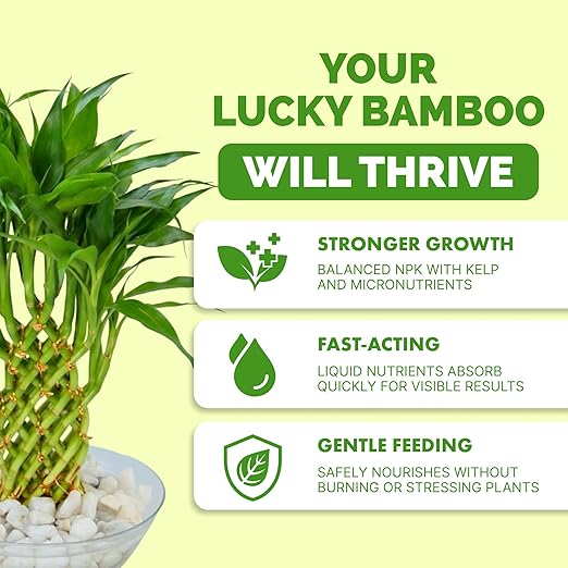 Lucky Bamboo Fertilizer – Liquid Plant Food for Greener Stalks, Healthy New Shoots & Steady Growth, 8 oz