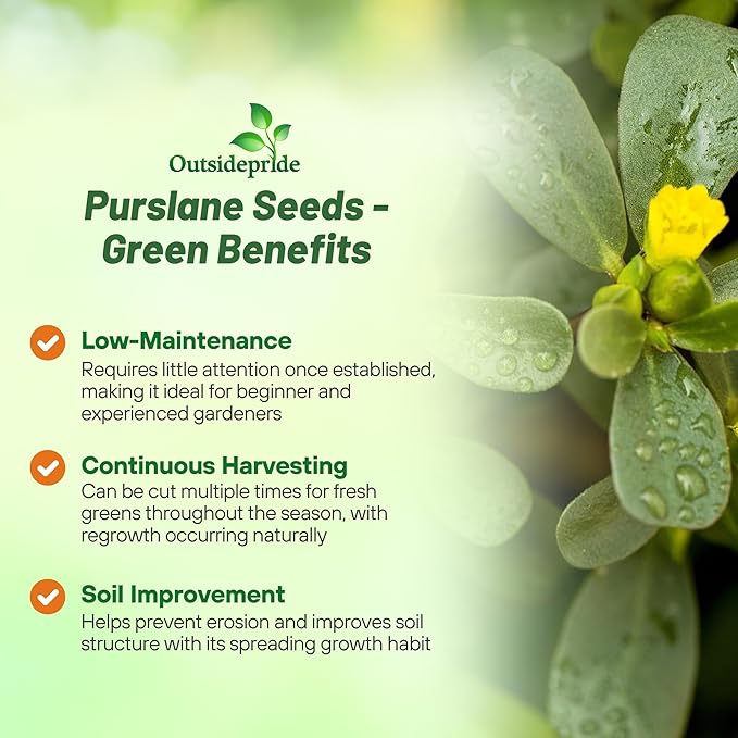 Outsidepride Green Purslane Seeds for Planting - 10,000 Pcs Annual, Easy to Grow, Vitamin-Rich & Drought Tolerant Succulent Seeds for Culinary, Xeriscaping, Containers & Hanging Baskets