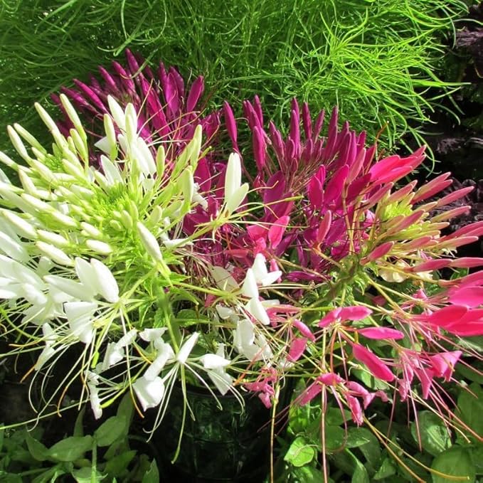 Spider Flower Seeds (Cleome) 5000pcs– Annual Garden Flowers, Non-GMO, Easy to Grow, Beautiful Blooms for Outdoor Planting & Cut Flowers