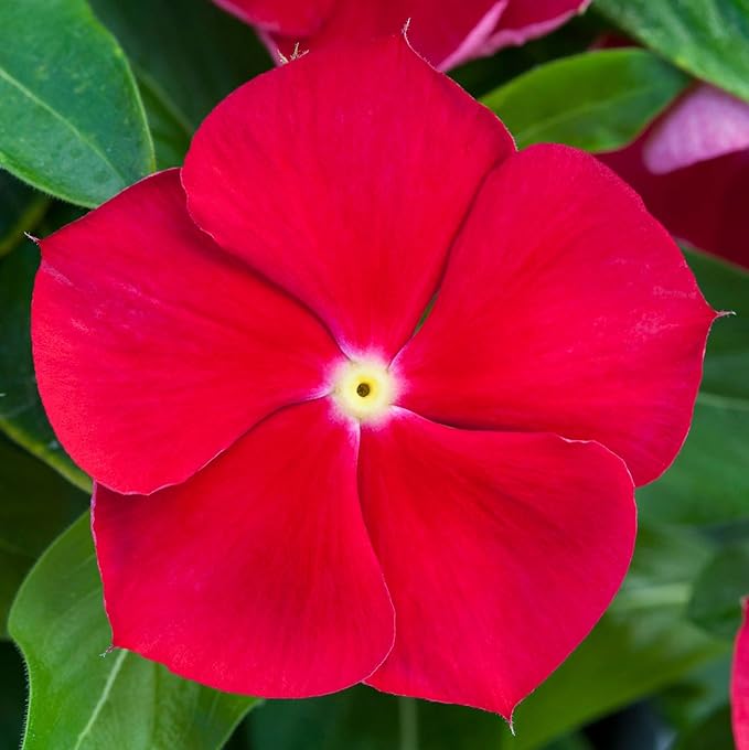 50+Periwinkle Vinca Seed for Planting Garden Flowers Ground Cover Plants
