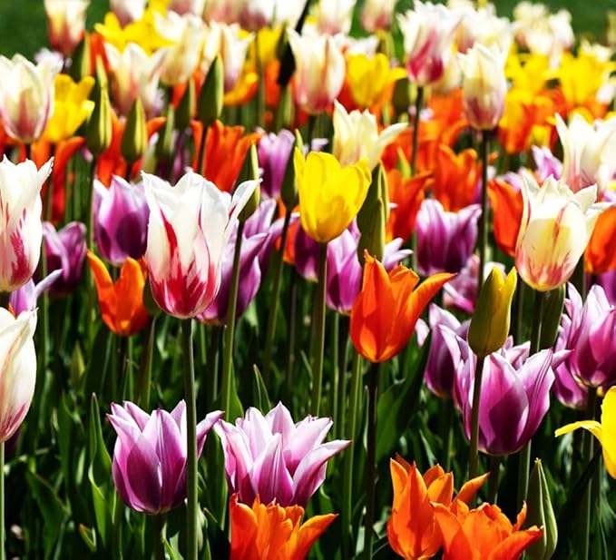 Tulips Lily Flowering Mixture Tulip Pink Red White Yellow Plant Bulbs Spring Flowering Gardens Size 12+ (15, Lily Flowering Mixture)