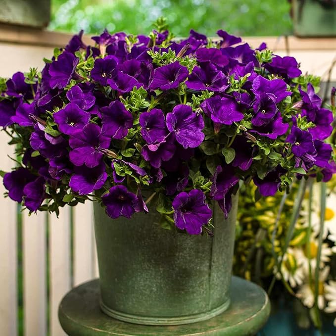 100 Violet Petunia Seeds Easy to Grow Hanging Basket Flower for Planting Garden Home Garden Balcony Purple Flowers Seeds