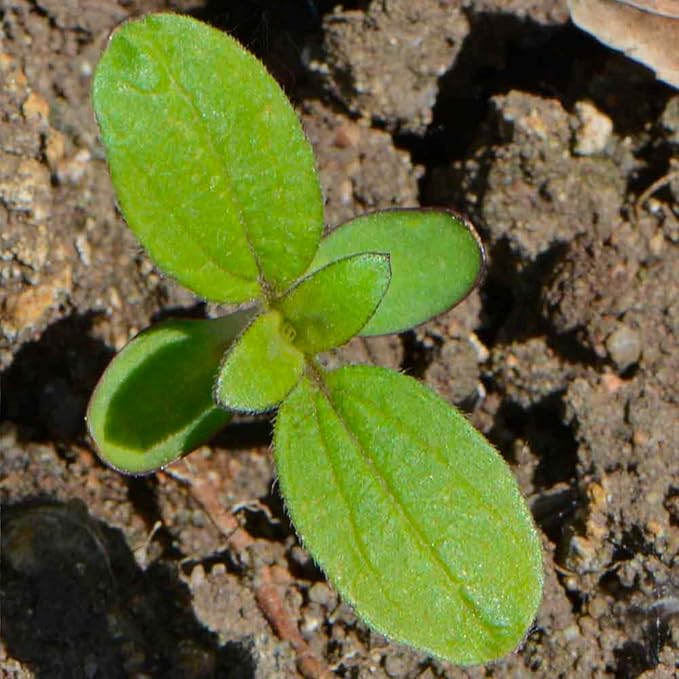 Seed Needs Sunflower Seeds for Planting (15+ Varieties, Crazy Mixture) Heirloom Open Pollinated & Untreated - Attracts Butterflies & Bees to a Butterfly Garden (1 Pack)