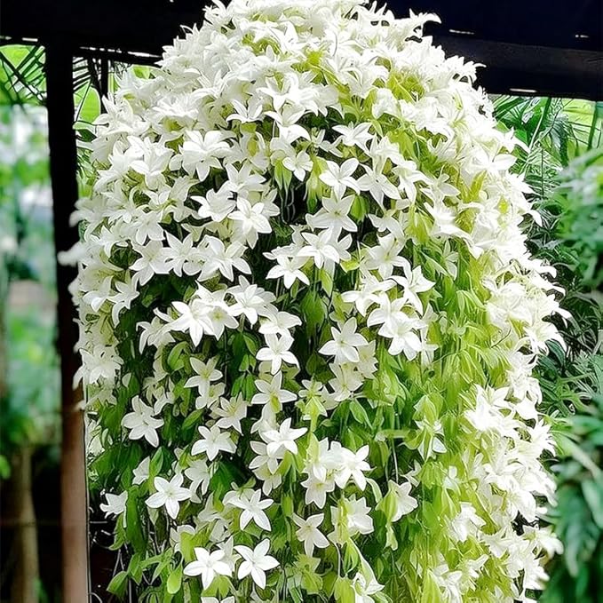 100+ Climbing Weeping Jasmine Flower Seeds for Planting in Home Garden - Non-GMO Jasmine Garden Climbing Flower