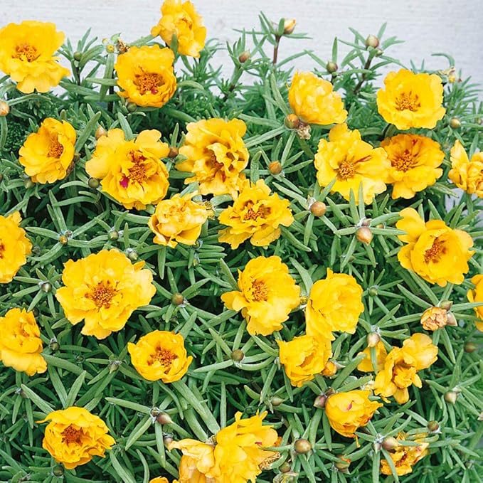 Outsidepride Yellow Moss Rose Seeds - 5000 Pcs Annual, Drought & Heat Tolerant, Pollinator Friendly Ground Cover Seeds for Planting w/Vibrant Blooms & Succulent Foliage, Ideal for Xeriscaping