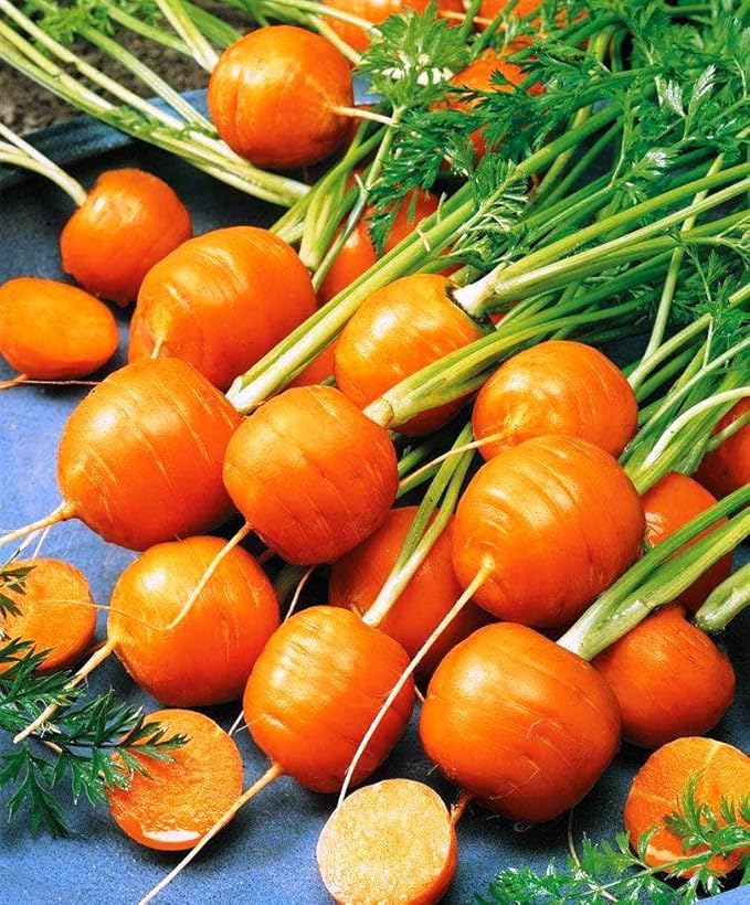 KIRA SEEDS - Seeds Carrot Paris Market - Heirloom Vegetable - GMO Free