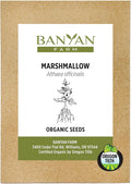 Banyan Botanicals Organic Marshmallow Seeds – Althaea officinalis – Grow Marshmallow Root for Your Home Apothecary or for Marshmallow Root Tea – 50 Count – Open Pollinated Non-GMO Easy-to-Grow