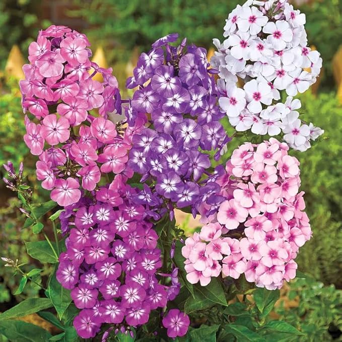 Phlox Drummondii Mix Seeds – Annual Flower (Phlox drummondii) | Heirloom, Non-GMO, Colorful Garden Bedding Flower