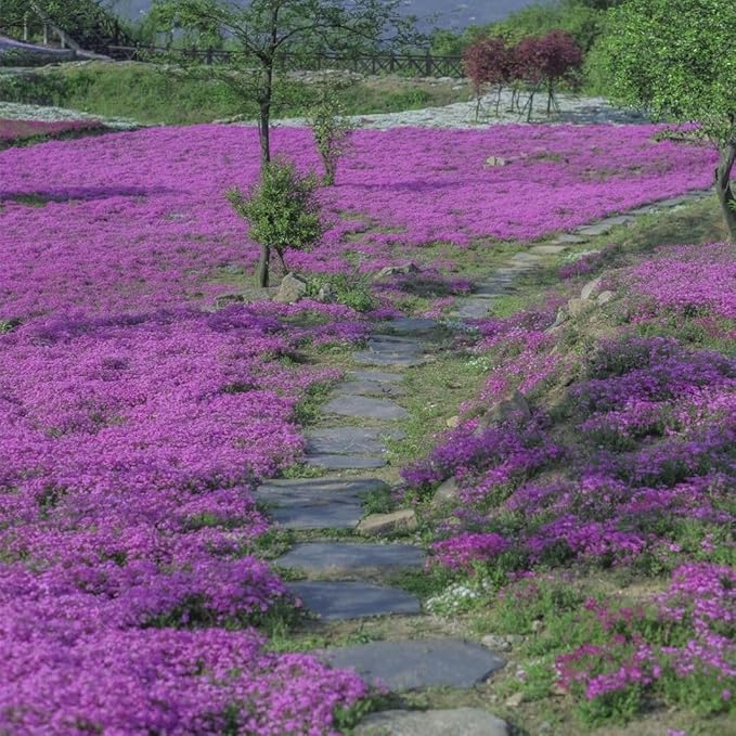 Mix Creeping Dwarf Phlox Seeds for Planting, 1000+pcs Perennial Creeping Phlox Flower Seeds Ground Cover Plants, Non-GMO Heirloom Beauty Dwarf Flowers for Home Garden Outdoors