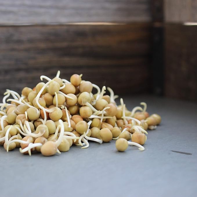 Dun Pea Seeds – 18 g LB Bulk – Non-GMO, High-Germination for Microgreens, Pea Shoots, Cover Crop, & Gardening – Sweet & Crisp Sprouts, Protein-Rich Fodder, Fast-Growing Green Manure, Soil Enrichment