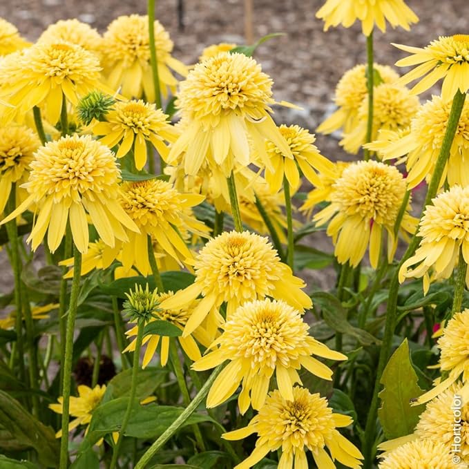 1000+ Double Echinacea Coneflower Seeds for Planting -Perennial Cone Flower Seeds Attracts Pollinators