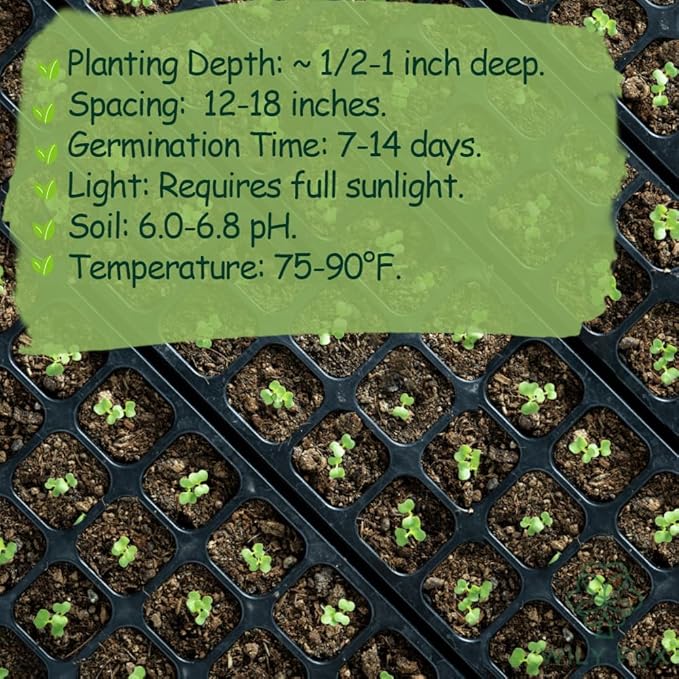 Premium Okra Seeds - 100 Heirloom Seeds for Planting, Non-GMO, High Yield, Fast Growing, Heat-Resistant Vegetable Seeds for Home Garden & Outdoor Planting - Fresh, Crisp & Flavorful Okra