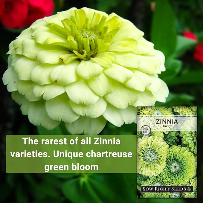 Sow Right Seeds - Zinnia Envy Flower Seeds for Planting - Beautiful Flowers to Plant in Your Garden - Non-GMO Heirloom Seeds - Chartreuse Green Variety - Attract Pollinators - Giant Cut Flower (3)