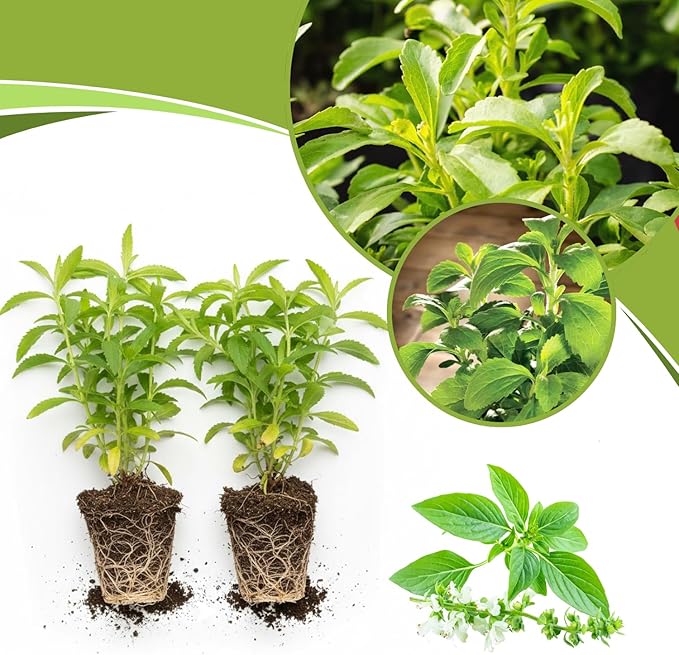 2 Stevia Plants Live, 5-9 Inch Tall, Stevia Seedlings for Planting Indoor Outdoor, Stevia Mint Herb