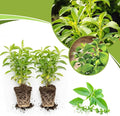2 Stevia Plants Live, 5-9 Inch Tall, Stevia Seedlings for Planting Indoor Outdoor, Stevia Mint Herb
