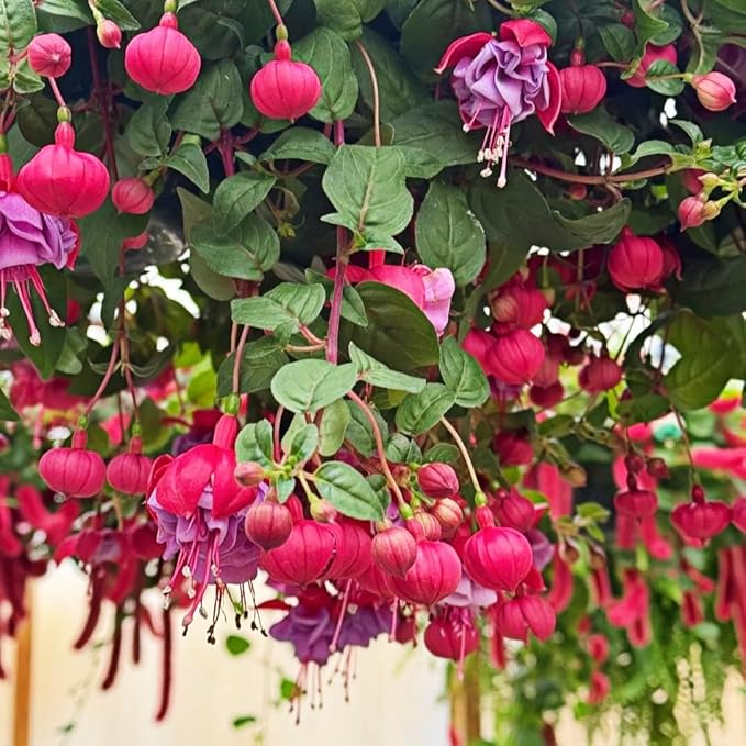 200pcs Fuchsia Seeds Perennial Hanging Flower, Indoor & Outdoor Bonsai Plant, Easy-to-Grow Ornamental Garden Plant for Balcony, Patio & Home