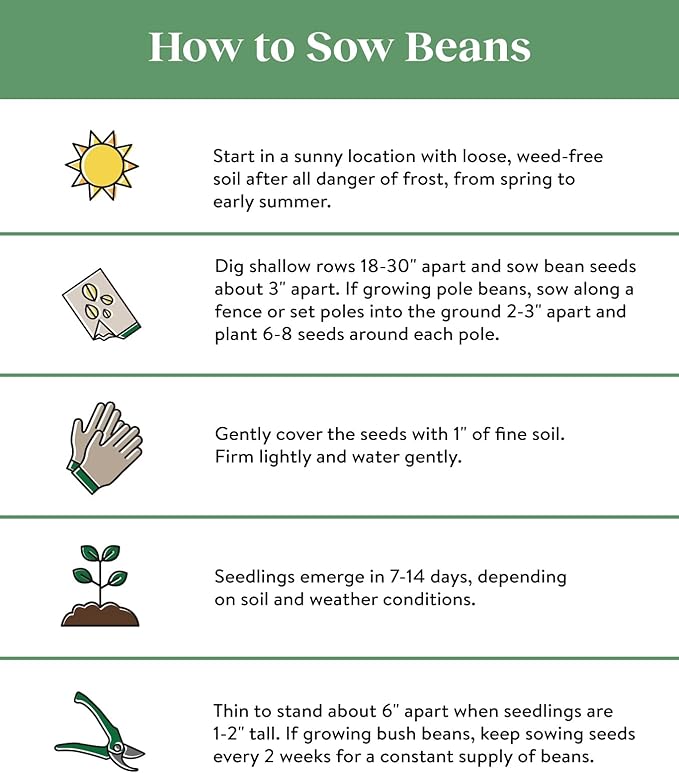 Burpee Yardlong Asparagus Pole Bean Seeds 1 ounces of seed